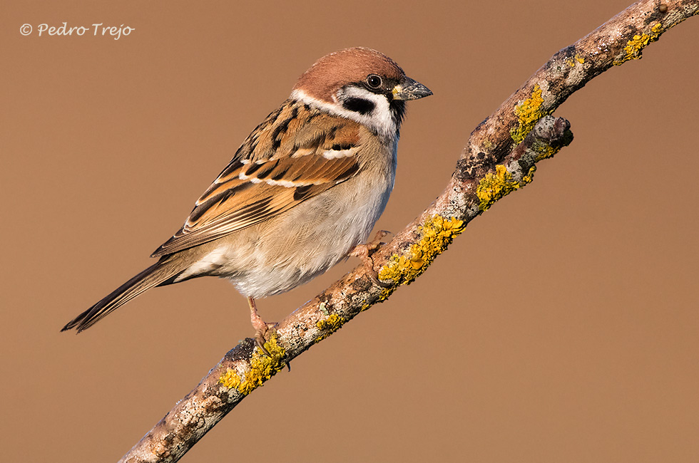 Gorrion molinero (Passer montanus)